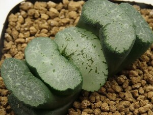 ■[Y106]Blue Wing　ブルーウィング　ヤマト運輸 【多肉植物　Haworthia　ハオルチア　ハオルシア】