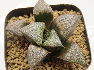 ■[Y101]Bob's Red　ボブズレッド　ヤマト運輸 【多肉植物　Haworthia　ハオルチア　ハオルシア】