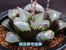 ■[Y094]極王　ヤマト運輸 【多肉植物　Haworthia　ハオルチア　ハオルシア】_画像3