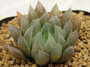 ■[Y091]harryi 'Murasame'　ムラサメ　ヤマト運輸 【多肉植物　Haworthia　ハオルチア　ハオルシア】