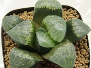 ■[Y077]ウルトラC　ヤマト運輸 【多肉植物　Haworthia　ハオルチア　ハオルシア】