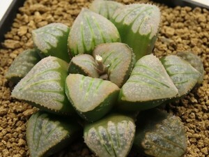 ■[Y188]特WDW×Crack　実生　未繁殖　ヤマト運輸 【多肉植物　Haworthia　ハオルチア　ハオルシア】