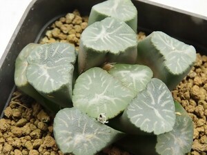 ■[Y170]白雷　ヤマト運輸 【多肉植物　Haworthia　ハオルチア　ハオルシア】