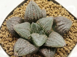 ■[Y148]ニライカナイ×オーガ　実生　未繁殖　ヤマト運輸 【多肉植物　Haworthia　ハオルチア　ハオルシア】