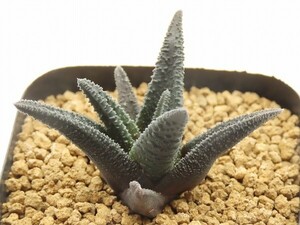 ■[Y149]ソルディダ　実生　未繁殖　ヤマト運輸 【多肉植物　Haworthia　ハオルチア　ハオルシア】