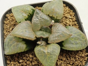 ■[Y160]ガラスコンプト　ヤマト運輸 【多肉植物　Haworthia　ハオルチア　ハオルシア】