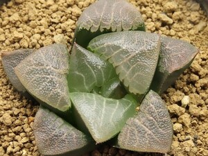 ■[Y145]特ダルマ大型ガラスコンプト×ピラルク　実生　未繁殖　ヤマト運輸 【多肉植物　Haworthia　ハオルチア　ハオルシア】