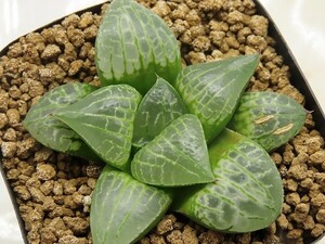 ■[Y144]紋寿×N水晶　実生　未繁殖　ヤマト運輸 【多肉植物　Haworthia　ハオルチア　ハオルシア】