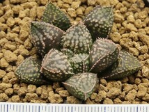 ■[Y146]四月物語×Green Wolf　実生　未繁殖　ヤマト運輸 【多肉植物　Haworthia　ハオルチア　ハオルシア】_画像4