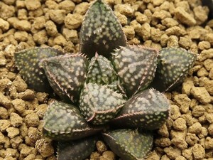 ■[Y146]四月物語×Green Wolf　実生　未繁殖　ヤマト運輸 【多肉植物　Haworthia　ハオルチア　ハオルシア】