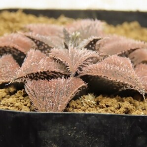 ■[Y134]ボビー 実生 未繁殖 ヤマト運輸 【多肉植物 Haworthia ハオルチア ハオルシア】の画像3