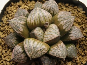 ■[Y125]ティファニー×ビエラ　実生　未繁殖　ヤマト運輸 【多肉植物　Haworthia　ハオルチア　ハオルシア】