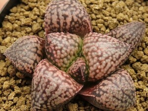 ■[Y117]海ほたるF1×OZ黒大　実生　未繁殖　ヤマト運輸 【多肉植物　Haworthia　ハオルチア　ハオルシア】