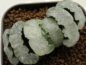 ■[W101]実方ブルーコンゲスタ　ヤマト運輸 【多肉植物　Haworthia　ハオルチア　ハオルシア】