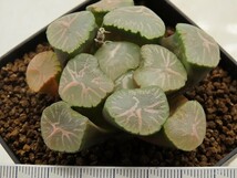 ■[W098]SMA#2　ヤマト運輸 【多肉植物　Haworthia　ハオルチア　ハオルシア】_画像3