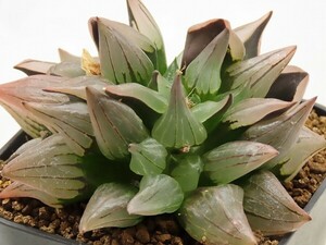 ■[W094]ミュータント　ヤマト運輸 【多肉植物　Haworthia　ハオルチア　ハオルシア】