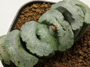 ■[W095]緑帝　ヤマト運輸 【多肉植物　Haworthia　ハオルチア　ハオルシア】