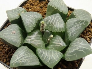 ■[W091]Mountain Rain(JP45)　マウンテンレイン　ヤマト運輸 【多肉植物　Haworthia　ハオルチア　ハオルシア】