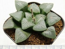 ■[W091]Mountain Rain(JP45)　マウンテンレイン　ヤマト運輸 【多肉植物　Haworthia　ハオルチア　ハオルシア】_画像4