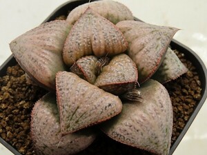 ■[W085]GM452-TM　ヤマト運輸 【多肉植物　Haworthia　ハオルチア　ハオルシア】