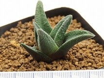 ■[W079]ソルディダ　実生　未繁殖　ヤマト運輸 【多肉植物　Haworthia　ハオルチア　ハオルシア】_画像3