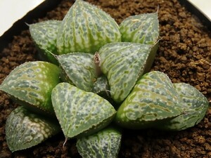 ■[W077]Green Wolf×メアリー　実生　未繁殖　ヤマト運輸 【多肉植物　Haworthia　ハオルチア　ハオルシア】