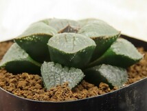 ■[W076]Absolute Zero×クイーンマリリン　実生　未繁殖　ヤマト運輸 【多肉植物　Haworthia　ハオルチア　ハオルシア】_画像3