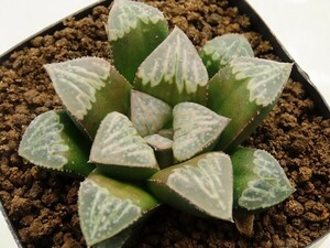 ■[W060]WDWB×特WDW　実生　未繁殖　ヤマト運輸 【多肉植物　Haworthia　ハオルチア　ハオルシア】