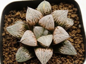 ■[W058]夕焼けバディア×チェリーブロッサム　実生　未繁殖　ヤマト運輸 【多肉植物　Haworthia　ハオルチア　ハオルシア】