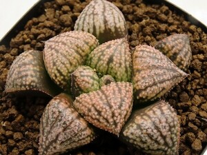 ■[W056]ムーンチャイルド×前人未踏　実生　未繁殖　ヤマト運輸 【多肉植物　Haworthia　ハオルチア　ハオルシア】