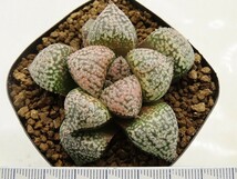 ■[W052]ピクタ白銀系×海皇　実生　未繁殖　ヤマト運輸 【多肉植物　Haworthia　ハオルチア　ハオルシア】_画像4