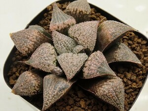 ■[W047]Super Galaxy S×GM452 I　実生　未繁殖　ヤマト運輸 【多肉植物　Haworthia　ハオルチア　ハオルシア】