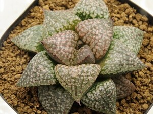 ■[W045]海皇×塚原白雪姫実生　実生　未繁殖　ヤマト運輸 【多肉植物　Haworthia　ハオルチア　ハオルシア】