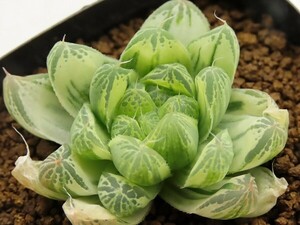 ■[W040]白銀の露　ヤマト運輸 【多肉植物　Haworthia　ハオルチア　ハオルシア】