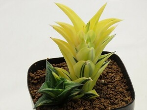 ■[W039]ビスコーサ錦　ヤマト運輸 【多肉植物　Haworthia　ハオルチア　ハオルシア】