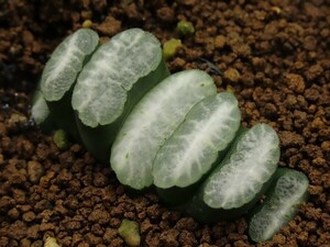 ■[W036]海野ホワイト　ヤマト運輸 【多肉植物　Haworthia　ハオルチア　ハオルシア】