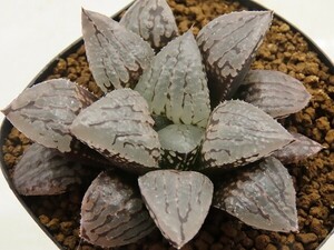 ■[W035]ニライカナイ　SCオリジナル　ヤマト運輸 【多肉植物　Haworthia　ハオルチア　ハオルシア】