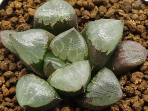 ■[W034]Ogre　オーガ　SCオリジナル　ヤマト運輸 【多肉植物　Haworthia　ハオルチア　ハオルシア】