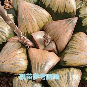 ■[W033]Desert horizon デザートホライズン SCオリジナル ヤマト運輸 【多肉植物 Haworthia ハオルチア ハオルシア】の画像4