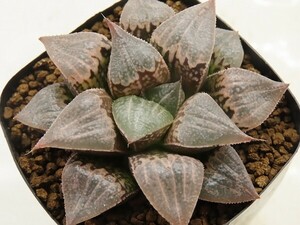 ■[W032]チェリーブロッサム　ヤマト運輸 【多肉植物　Haworthia　ハオルチア　ハオルシア】