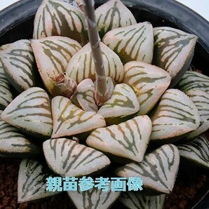 ■[W031]Crack(クラック) ヤマト運輸 【多肉植物 Haworthia ハオルチア ハオルシア】の画像3