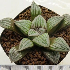 ■[W031]Crack(クラック) ヤマト運輸 【多肉植物 Haworthia ハオルチア ハオルシア】の画像2