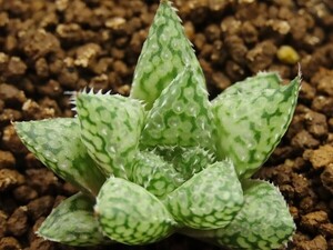 ■[W026]星の王子　ヤマト運輸 【多肉植物　Haworthia　ハオルチア　ハオルシア】