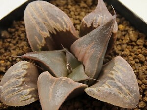 ■[W017]王天紅　ヤマト運輸 【多肉植物　Haworthia　ハオルチア　ハオルシア】