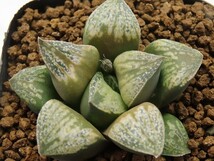 ■[W015]古都姫葵F1　ヤマト運輸 【多肉植物　Haworthia　ハオルチア　ハオルシア】_画像1