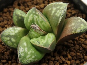 ■[W013]特 古都姫葵F2　ヤマト運輸 【多肉植物　Haworthia　ハオルチア　ハオルシア】