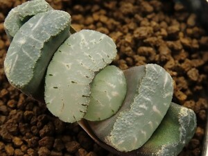 ■[W012]積乱雲　ヤマト運輸 【多肉植物　Haworthia　ハオルチア　ハオルシア】