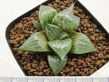 ■[W011]網多　ヤマト運輸 【多肉植物　Haworthia　ハオルチア　ハオルシア】_画像2