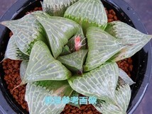 ■[W011]網多　ヤマト運輸 【多肉植物　Haworthia　ハオルチア　ハオルシア】_画像3