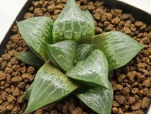 ■[W011]網多　ヤマト運輸 【多肉植物　Haworthia　ハオルチア　ハオルシア】_画像1